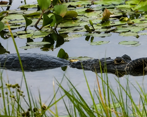 Jacaré é flagrado predando sucuri no Pantanal na região do Proto Jofre em Poconé